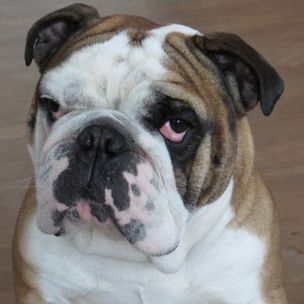 Nino, unser Therapiebegleithund